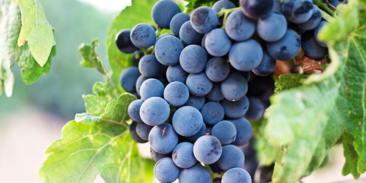 druivenplukken en oogstfeesten: de vendimia, een tijd van tradities